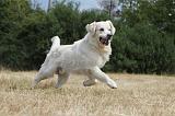 GOLDEN RETRIEVER 722